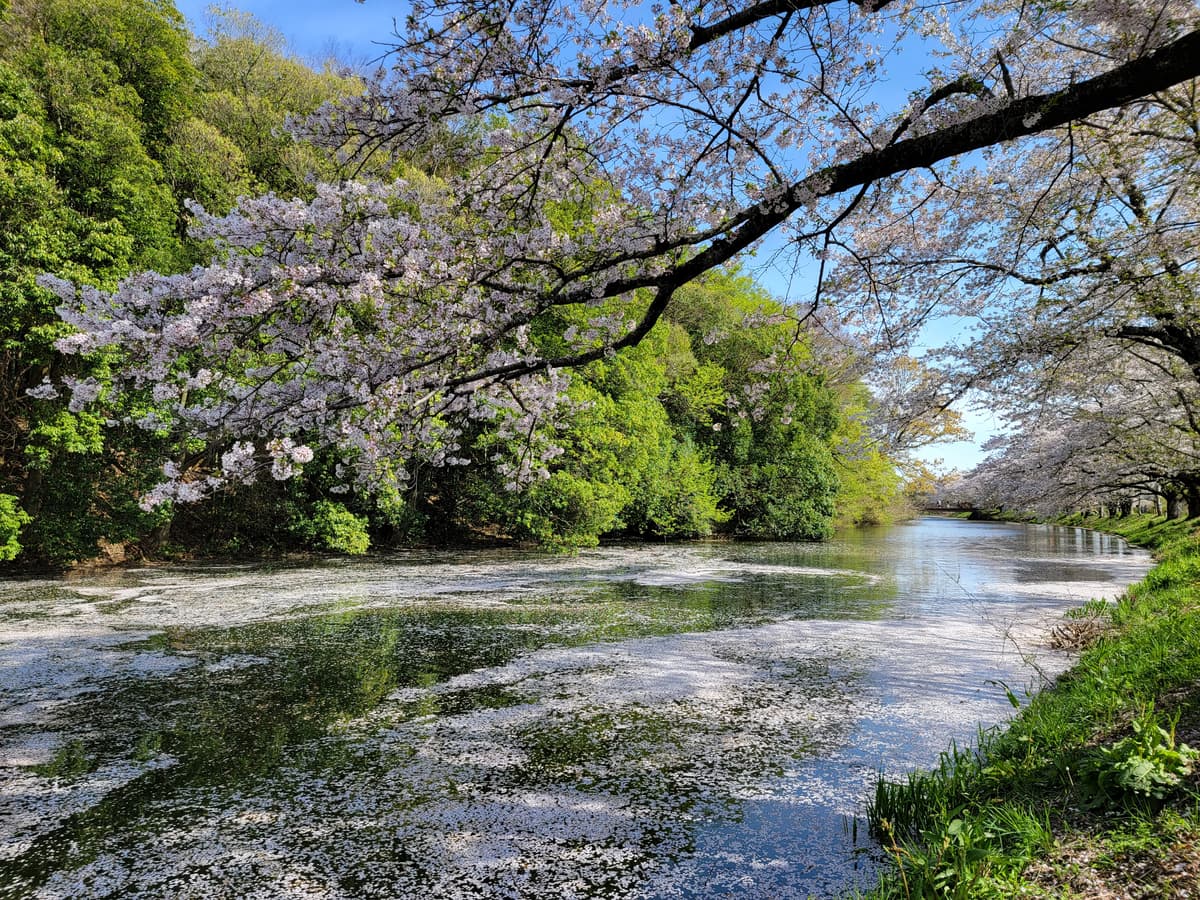 Japanese sakura landscape